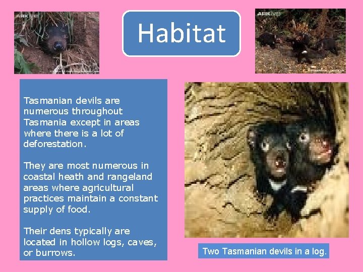 Habitat Tasmanian devils are numerous throughout Tasmania except in areas where there is a