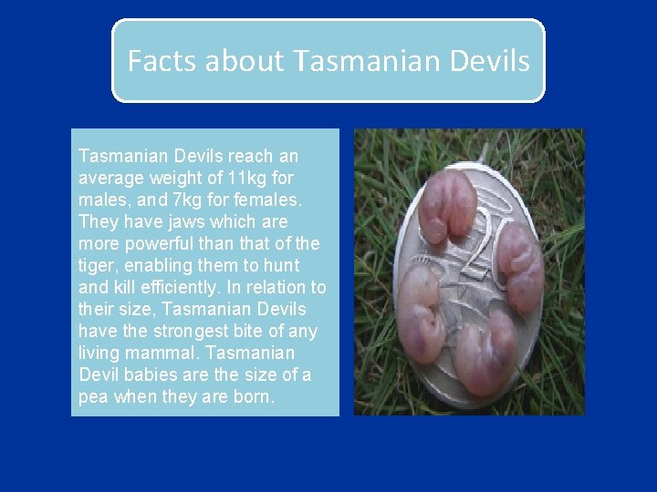 Facts about Tasmanian Devils reach an average weight of 11 kg for males, and