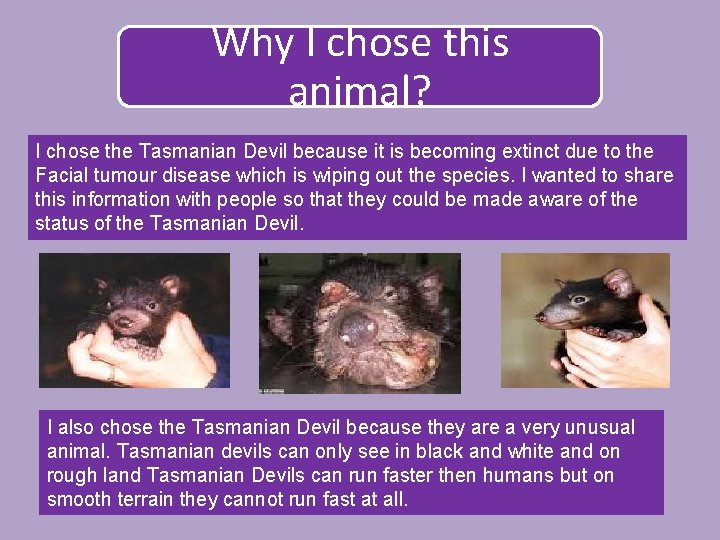 Why I chose this animal? I chose the Tasmanian Devil because it is becoming