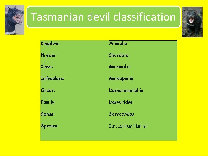 Tasmanian devil classification Kingdom: Animalia Phylum: Chordata Class: Mammalia Infraclass: Marsupialia Order: Dasyuromorphia Family: