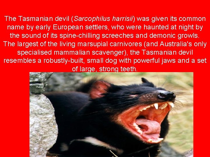 The Tasmanian devil (Sarcophilus harrisii) was given its common name by early European settlers,