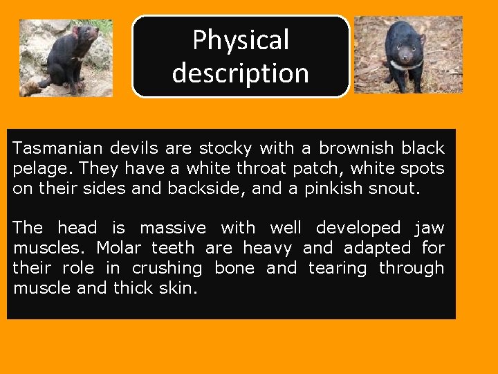 Physical description Tasmanian devils are stocky with a brownish black pelage. They have a