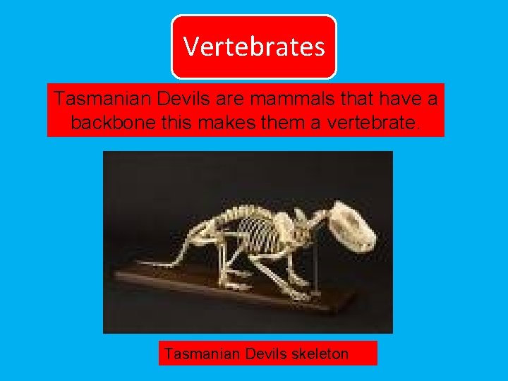 Vertebrates Tasmanian Devils are mammals that have a backbone this makes them a vertebrate.