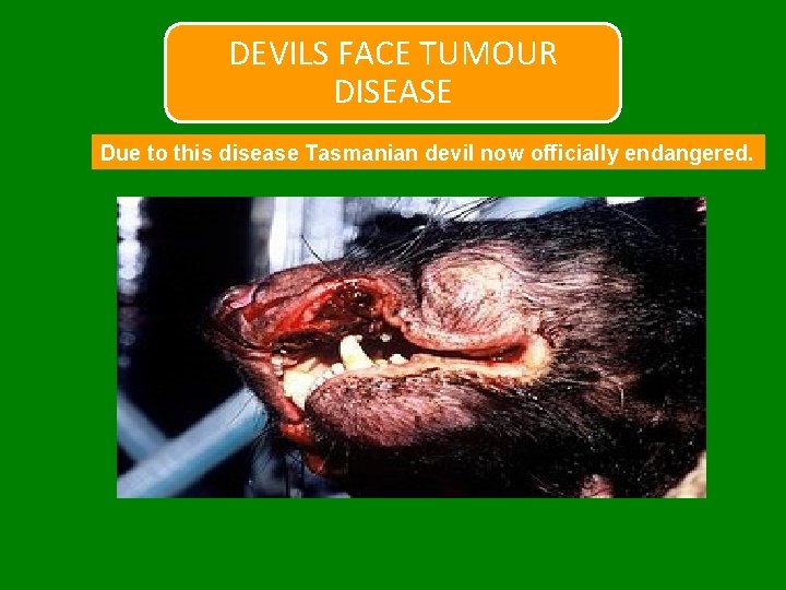 DEVILS FACE TUMOUR DISEASE Due to this disease Tasmanian devil now officially endangered. 