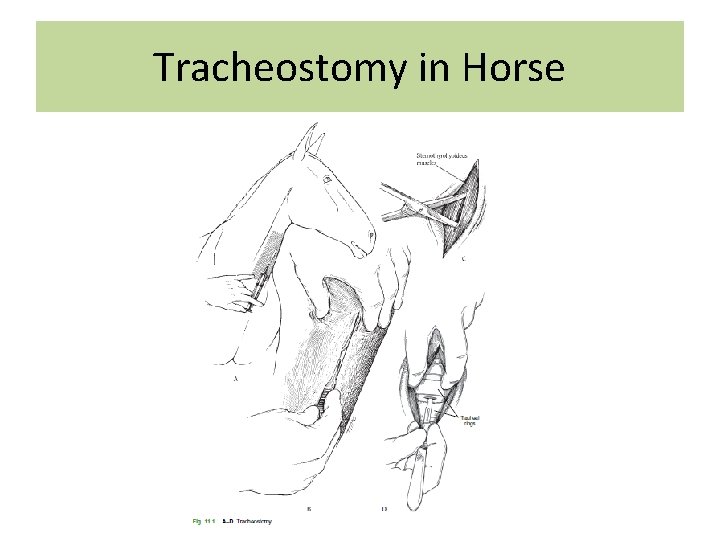 Tracheostomy in Horse 