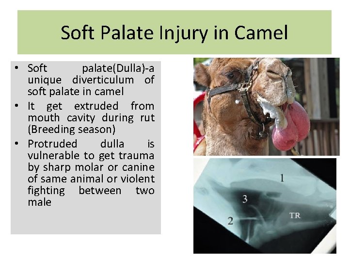Soft Palate Injury in Camel • Soft palate(Dulla)-a unique diverticulum of soft palate in