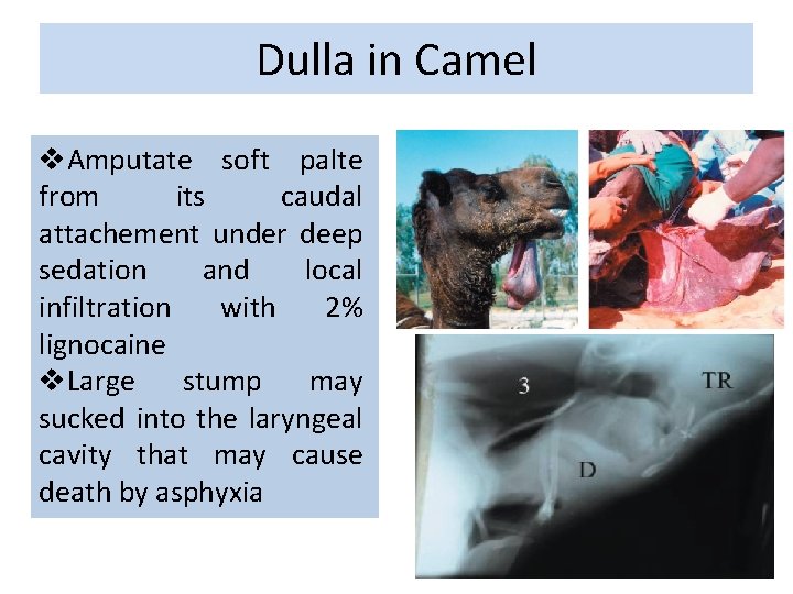 Dulla in Camel v. Amputate soft palte from its caudal attachement under deep sedation