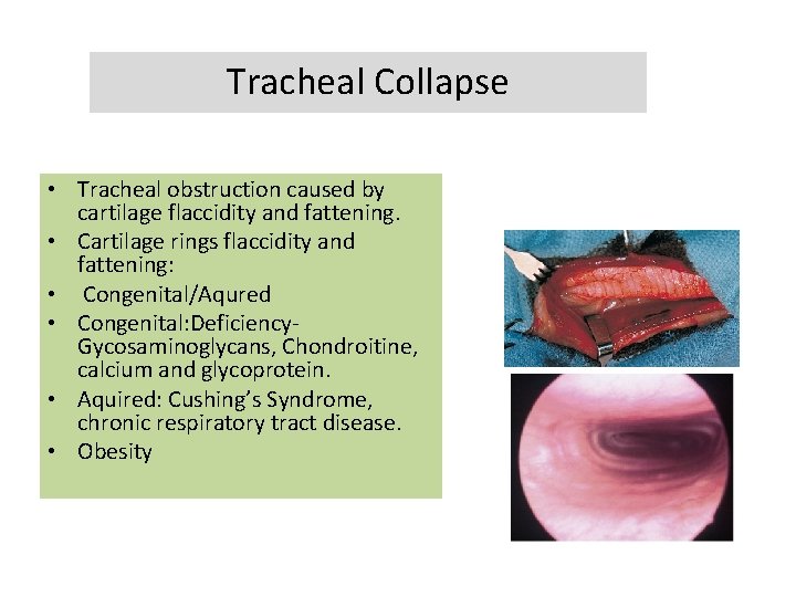 Tracheal Collapse • Tracheal obstruction caused by cartilage flaccidity and fattening. • Cartilage rings