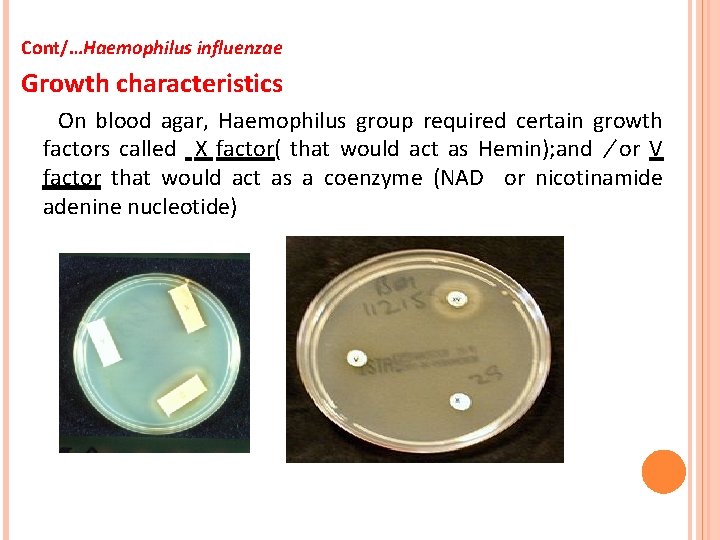 Cont/…Haemophilus influenzae Growth characteristics On blood agar, Haemophilus group required certain growth factors called