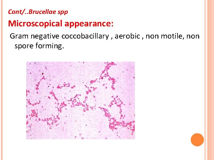 Cont/. . Brucellae spp Microscopical appearance: Gram negative coccobacillary , aerobic , non motile,