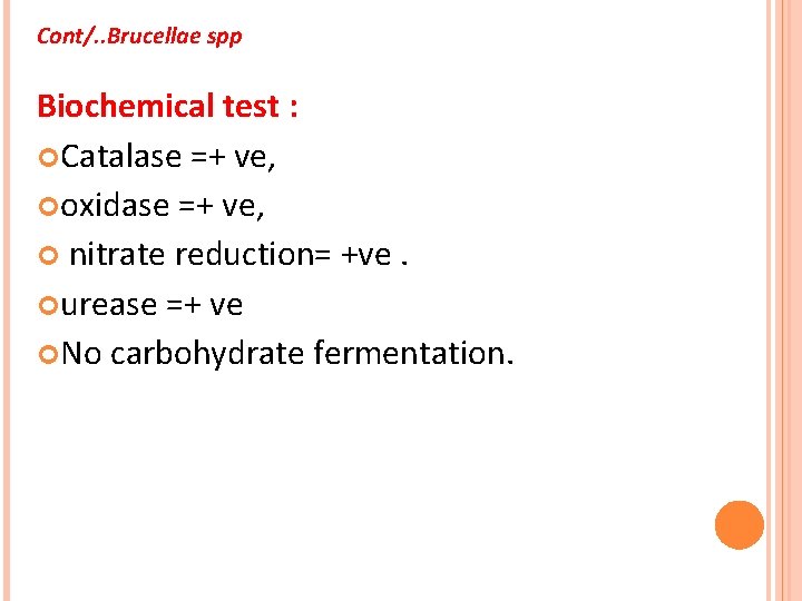 Cont/. . Brucellae spp Biochemical test : Catalase =+ ve, oxidase =+ ve, nitrate