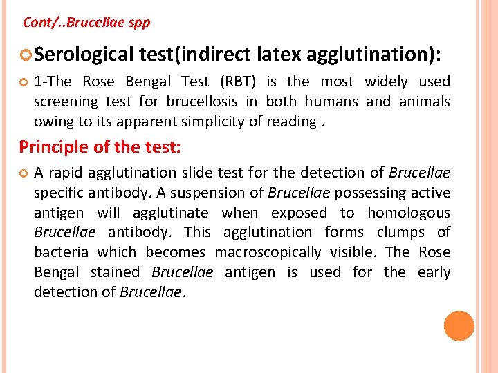 Cont/. . Brucellae spp Serological test(indirect latex agglutination): 1 -The Rose Bengal Test (RBT)