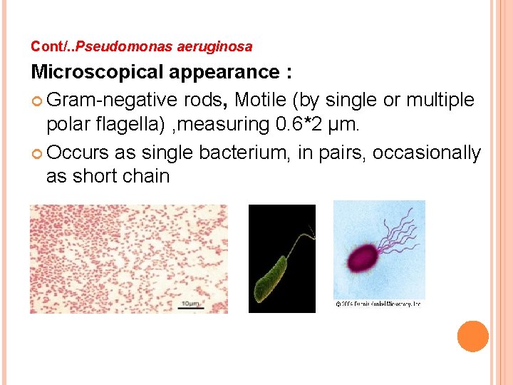 Cont/. . Pseudomonas aeruginosa Microscopical appearance : Gram-negative rods, Motile (by single or multiple