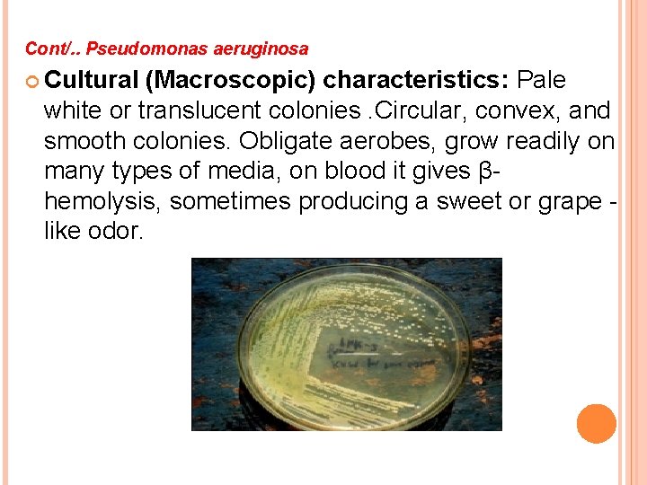 Cont/. . Pseudomonas aeruginosa Cultural (Macroscopic) characteristics: Pale white or translucent colonies. Circular, convex,