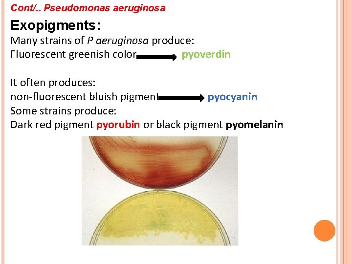 Cont/. . Pseudomonas aeruginosa Exopigments: Many strains of P aeruginosa produce: Fluorescent greenish color