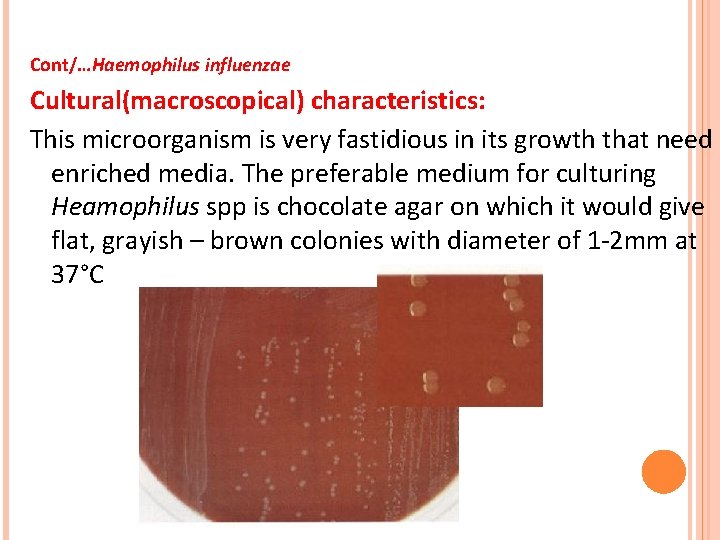 Cont/…Haemophilus influenzae Cultural(macroscopical) characteristics: This microorganism is very fastidious in its growth that need