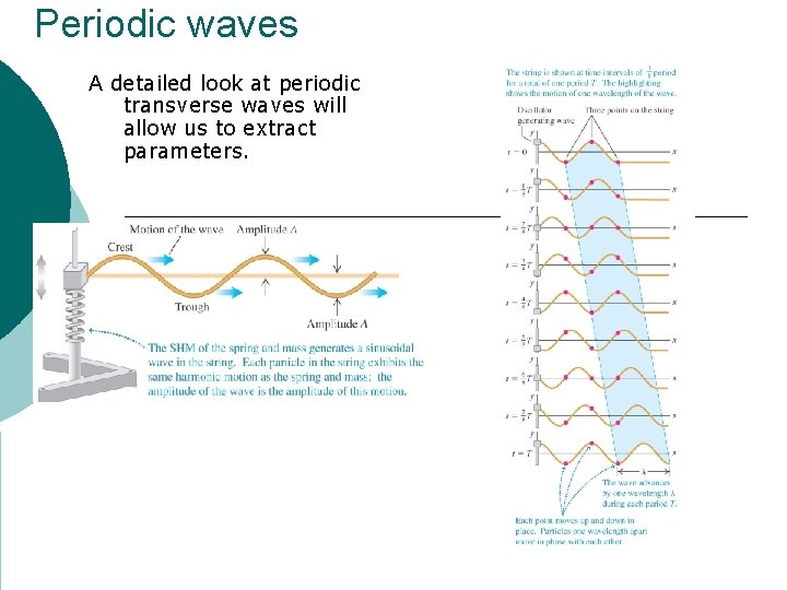 Periodic waves A detailed look at periodic transverse waves will allow us to extract