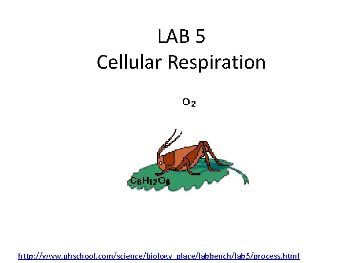 LAB 5 Cellular Respiration http: //www. phschool. com/science/biology_place/labbench/lab 5/process. html 