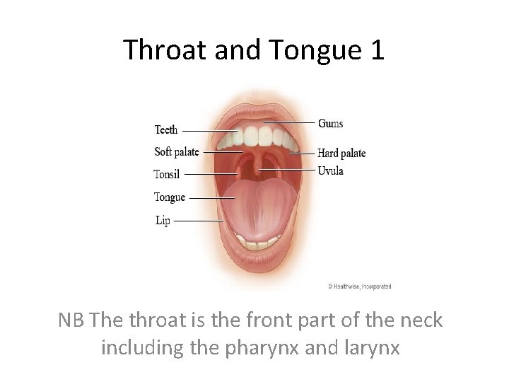 Throat and Tongue 1 NB The throat is the front part of the neck