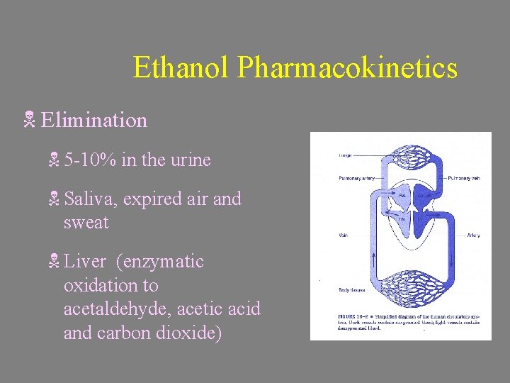Ethanol Pharmacokinetics N Elimination N 5 -10% in the urine N Saliva, expired air