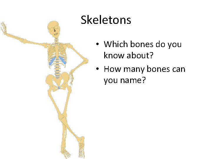 Skeletons • Which bones do you know about? • How many bones can you