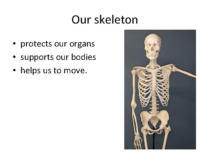 Our skeleton • protects our organs • supports our bodies • helps us to