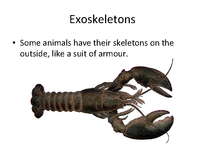 Exoskeletons • Some animals have their skeletons on the outside, like a suit of