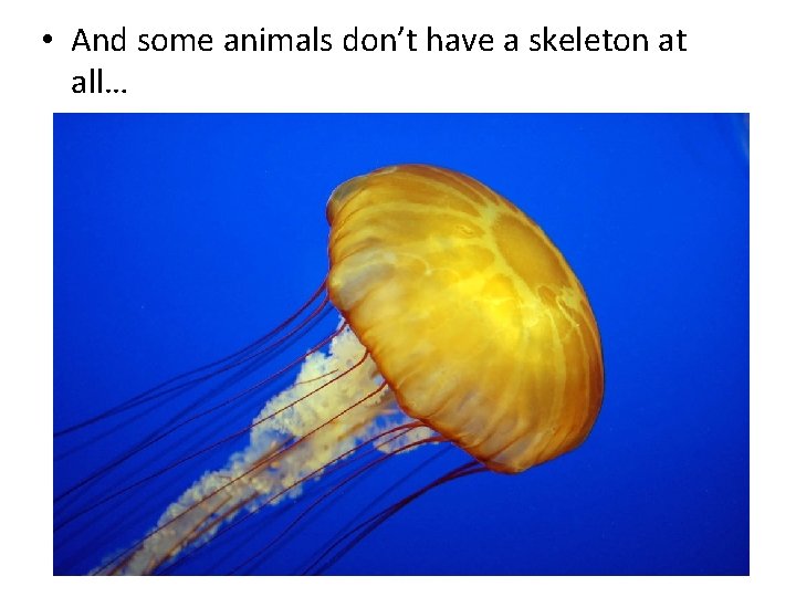  • And some animals don’t have a skeleton at all… 