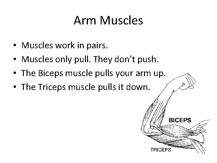 Arm Muscles • • Muscles work in pairs. Muscles only pull. They don’t push.