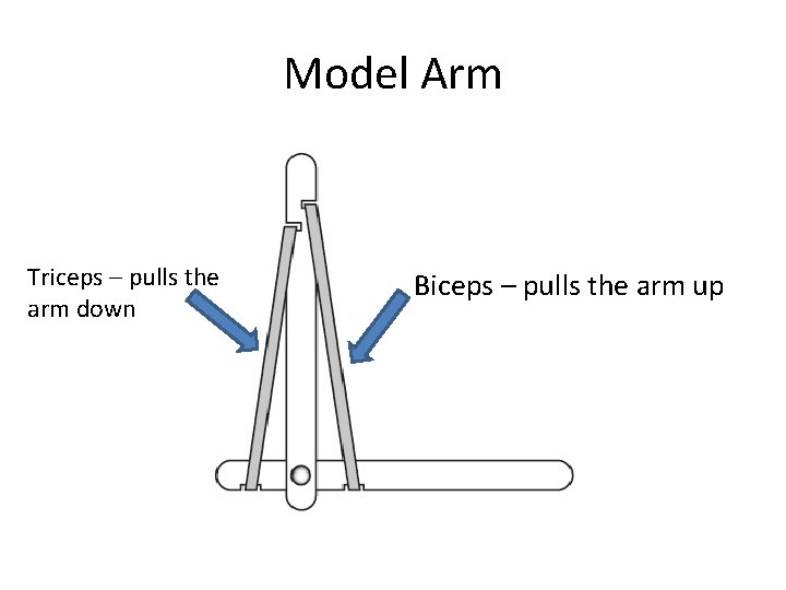 Model Arm Triceps – pulls the arm down Biceps – pulls the arm up