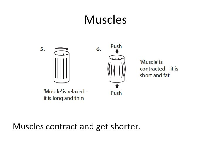 Muscles contract and get shorter. 
