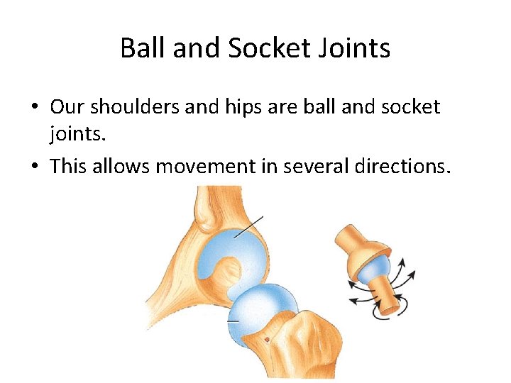 Ball and Socket Joints • Our shoulders and hips are ball and socket joints.