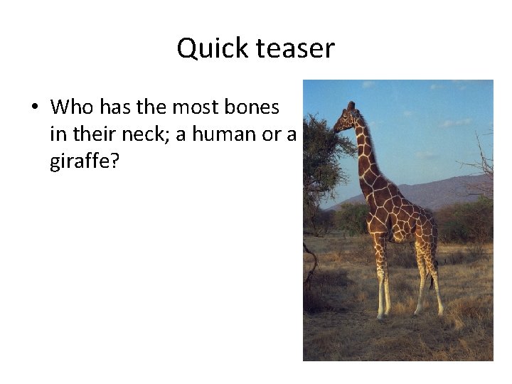 Quick teaser • Who has the most bones in their neck; a human or