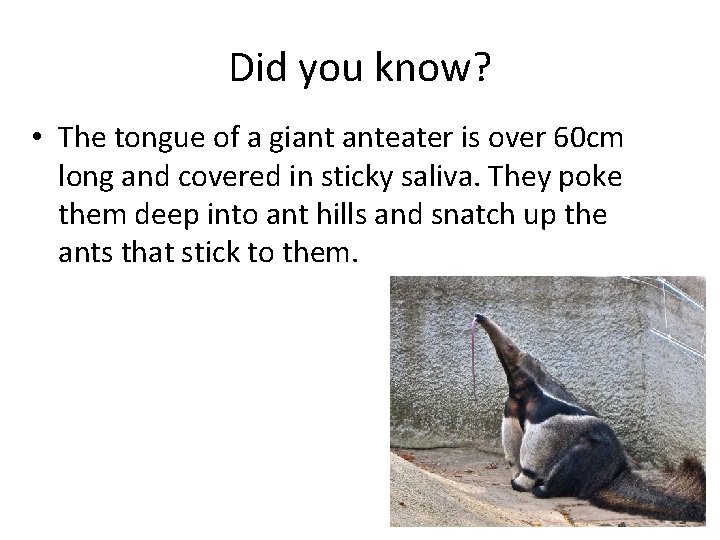 Did you know? • The tongue of a giant anteater is over 60 cm