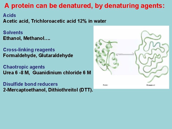 A protein can be denatured, by denaturing agents: Acids Acetic acid, Trichloroacetic acid 12%