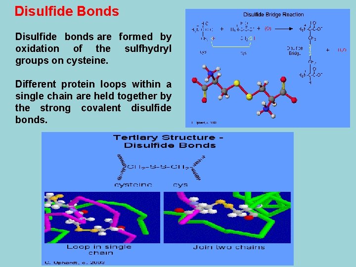 Disulfide Bonds Disulfide bonds are formed by oxidation of the sulfhydryl groups on cysteine.