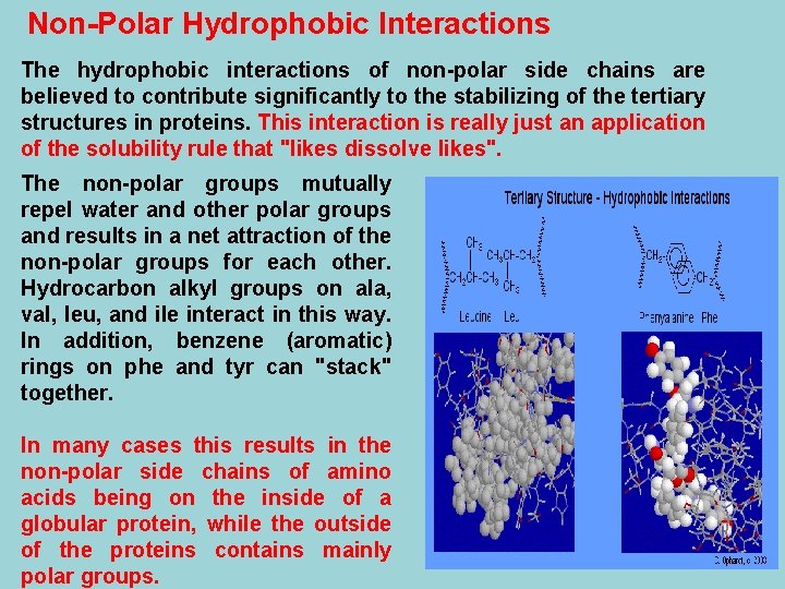 Non-Polar Hydrophobic Interactions The hydrophobic interactions of non-polar side chains are believed to contribute
