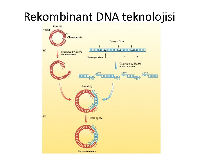 Rekombinant DNA teknolojisi 