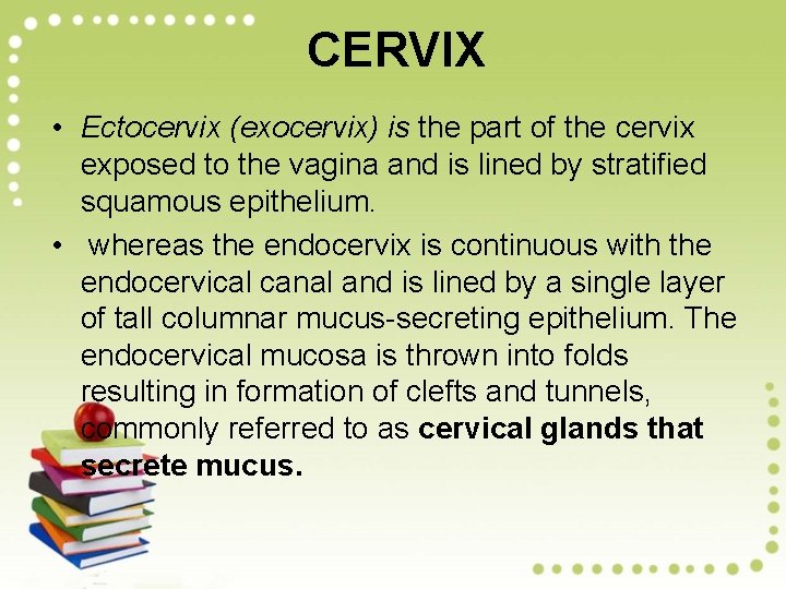 CERVIX • Ectocervix (exocervix) is the part of the cervix exposed to the vagina