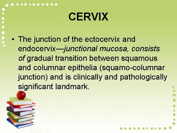 CERVIX • The junction of the ectocervix and endocervix—junctional mucosa, consists of gradual transition