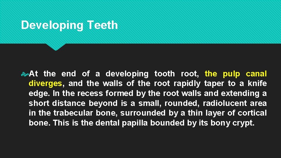 Developing Teeth At the end of a developing tooth root, the pulp canal diverges,