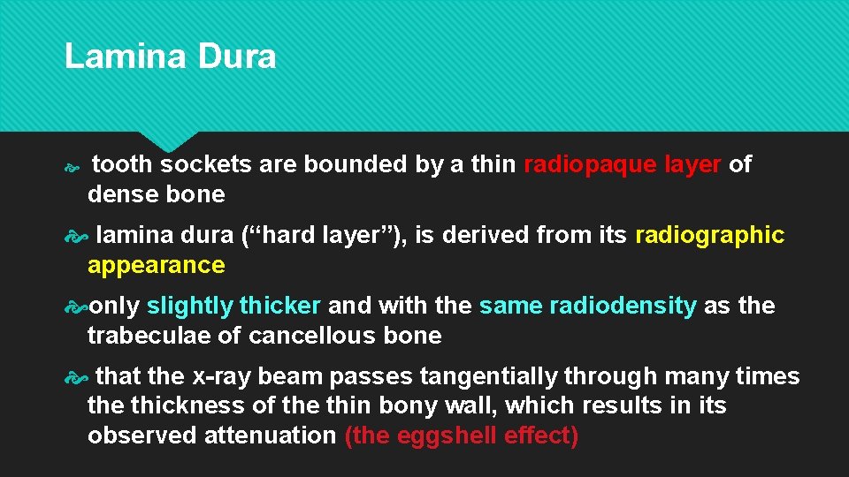 Lamina Dura tooth sockets are bounded by a thin radiopaque layer of dense bone