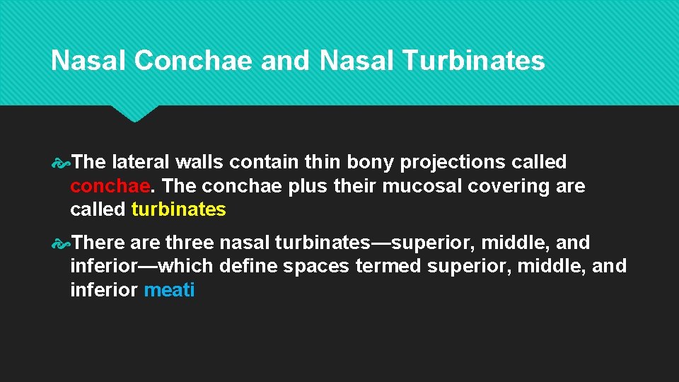 Nasal Conchae and Nasal Turbinates The lateral walls contain thin bony projections called conchae.