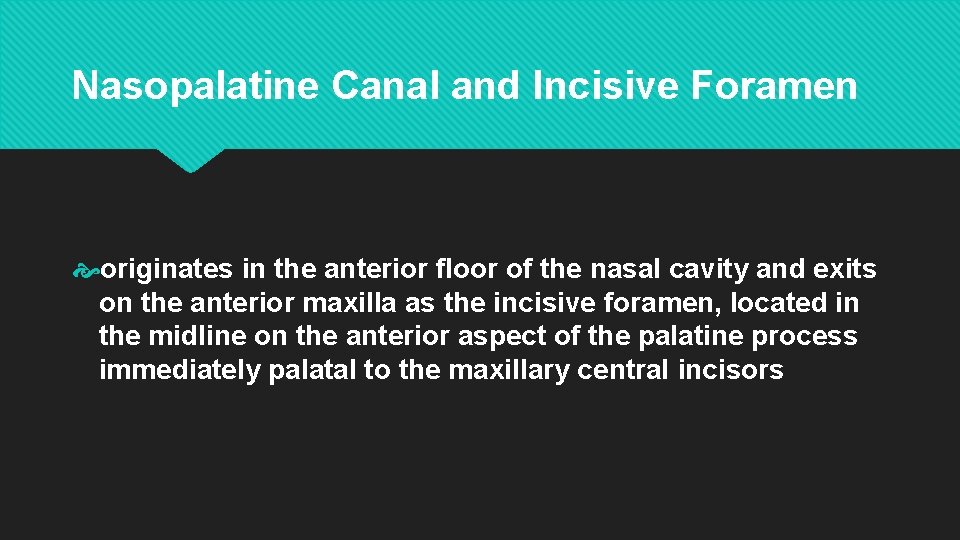 Nasopalatine Canal and Incisive Foramen originates in the anterior floor of the nasal cavity