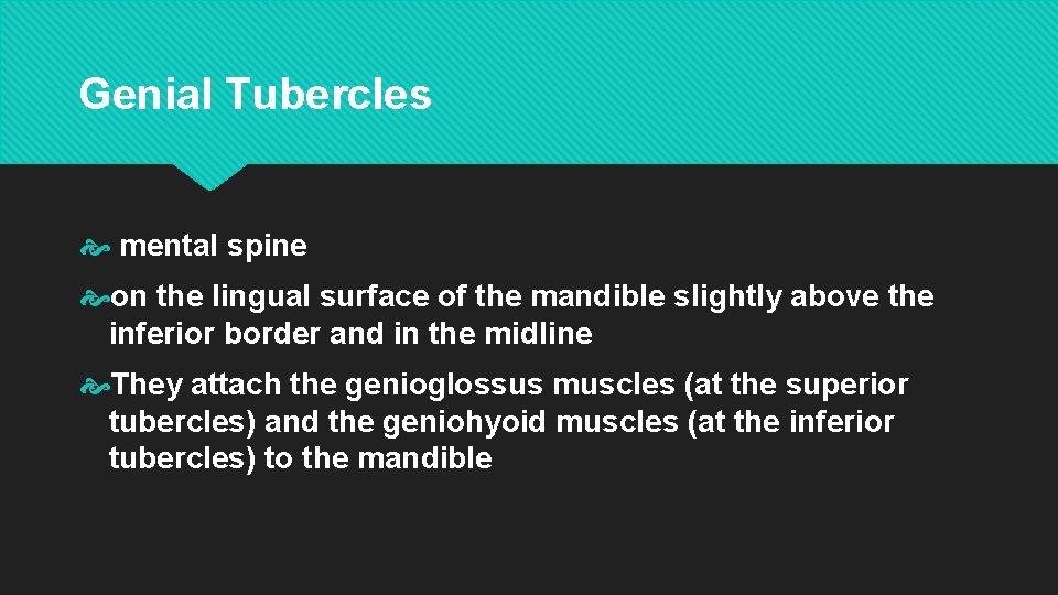 Genial Tubercles mental spine on the lingual surface of the mandible slightly above the