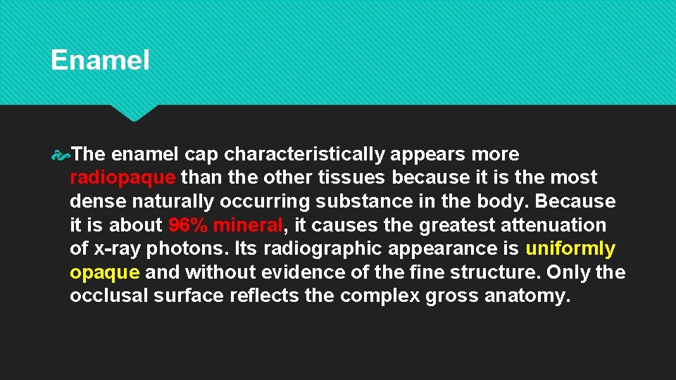 Enamel The enamel cap characteristically appears more radiopaque than the other tissues because it