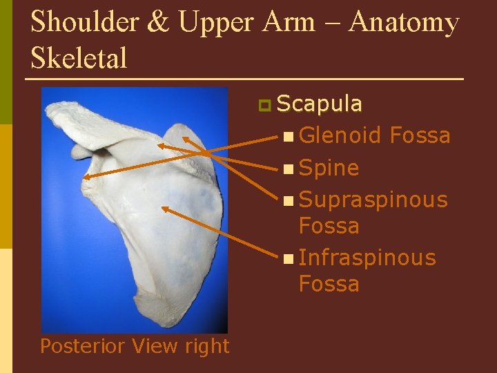 Shoulder & Upper Arm – Anatomy Skeletal p Scapula n Glenoid Fossa n Spine