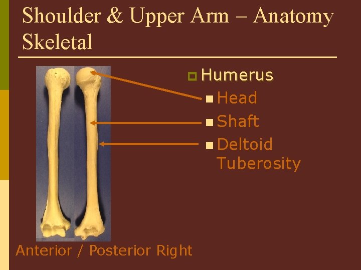 Shoulder & Upper Arm – Anatomy Skeletal p Humerus n Head n Shaft n