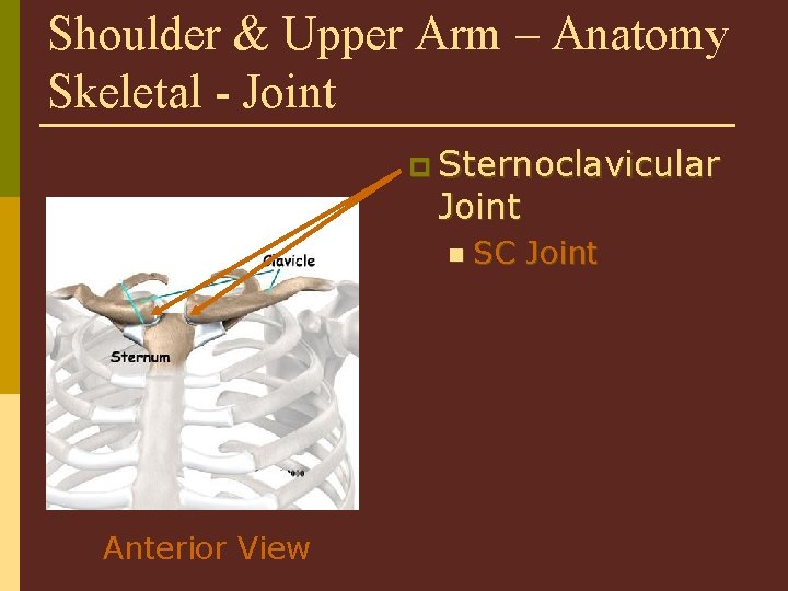 Shoulder & Upper Arm – Anatomy Skeletal - Joint p Sternoclavicular Joint n SC