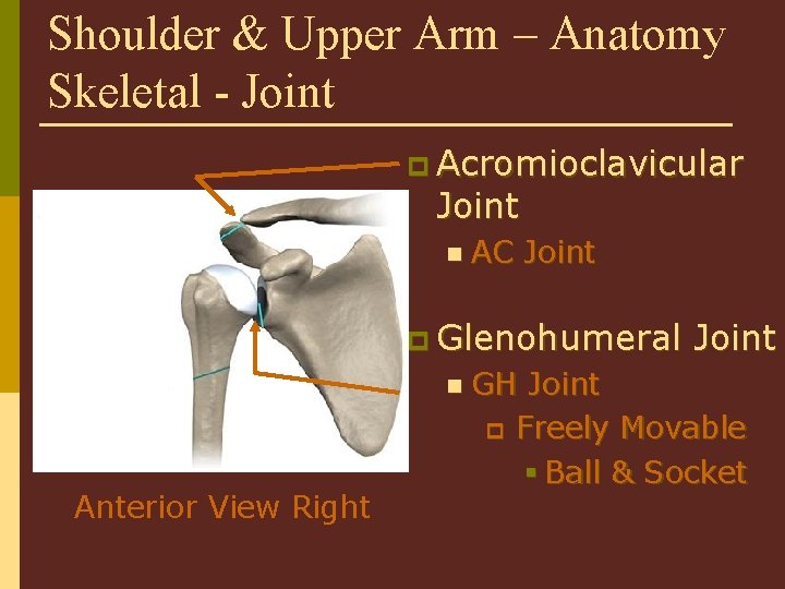 Shoulder & Upper Arm – Anatomy Skeletal - Joint p Acromioclavicular Joint n AC